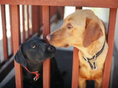 Geçici Köpek Sevgisi Barınakları Doldurdu
