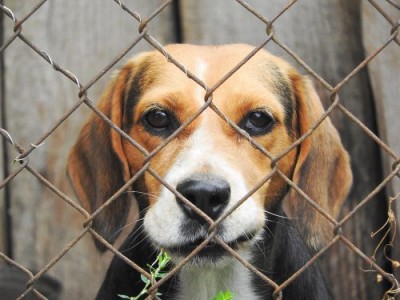 Geçici Köpek Sevgisi Barınakları Doldurdu