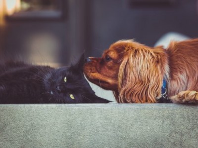 Kedi ve Köpek Dostlarımızın Beslenmesi