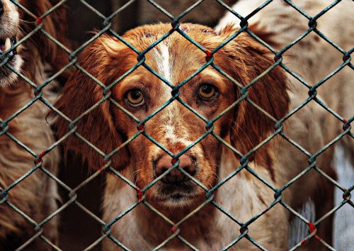 Geçici Köpek Sevgisi